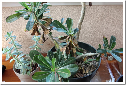 111218_Adenium-obesum 111218_Adenium-obesum