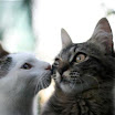 Un bacio.jpg