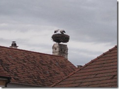 IMG_9506 IMG_9506