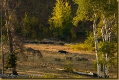  Gray Wolf  (Canis lupus