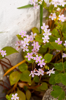 blomster2 blomster2