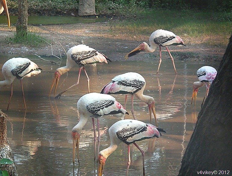 The Painted Stork–Photographs