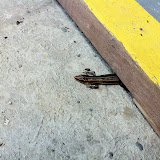 This little guy was hiding out This little guy was hiding out