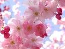 [Flowers%2520pink%255B2%255D.jpg]