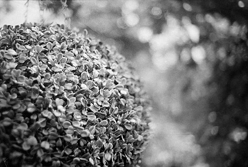 Hedge-Planet---Film