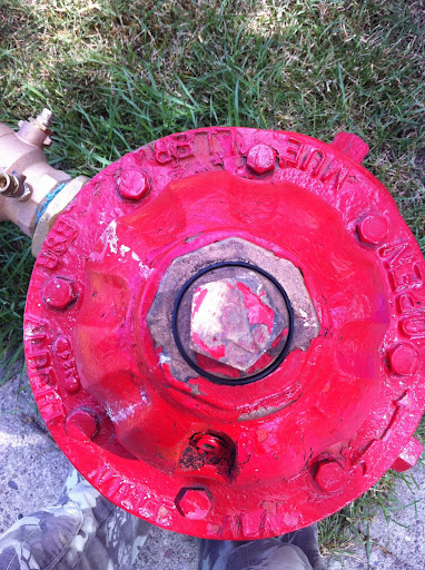 Hydrants too!  It's a virtual dog paradise!