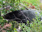 glacier_national_park_-_2009
