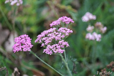 Achillea