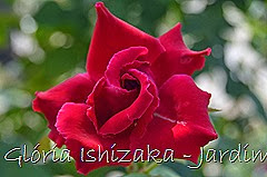 6  - Glória Ishizaka - Rosas do Jardim Botânico Nagai - Osaka