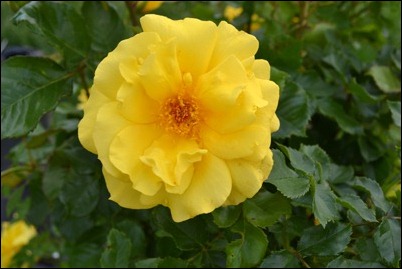 single yellow rose