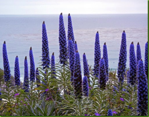 Pride of Madeira 1 Pride of Madeira 1