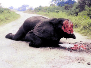 Un éléphant victime de braconnage au parc national des Virunga (Nord-Kivu/RDC). Ph. ICCN