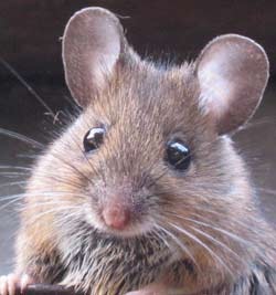 [mouse2011%255B3%255D.jpg]
