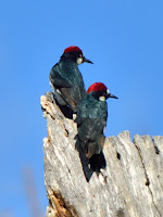DSC_7375.jpg