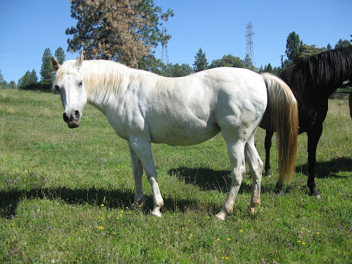 The lovely and angelic Button, on the other hand, is looking for a forever home!
See link to Button and other adoptable horses at bottom of post.