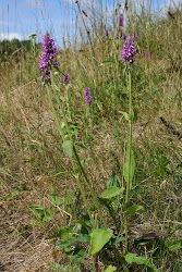 Die echte Betonie (Betonica officinalis) kommt hier auf dem Toužínsker Hang vor.