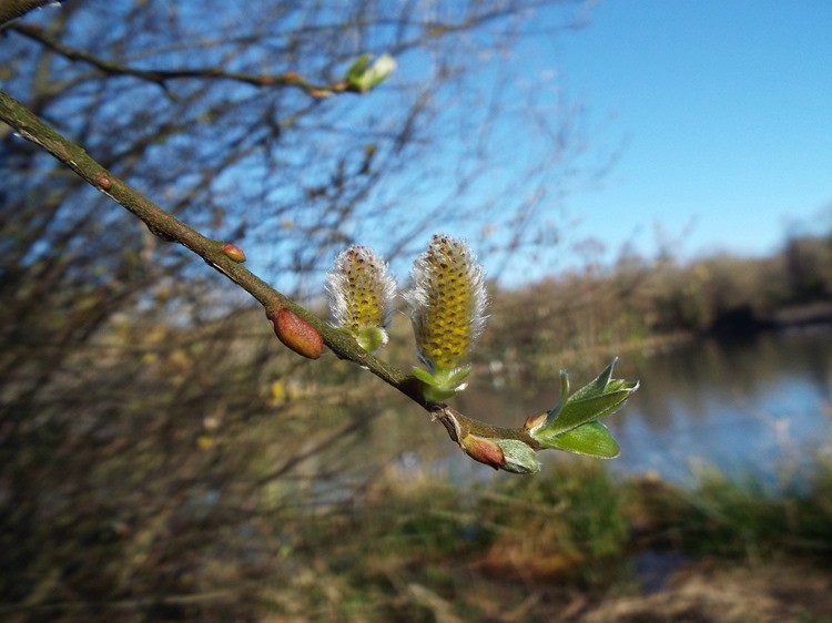 buds buds