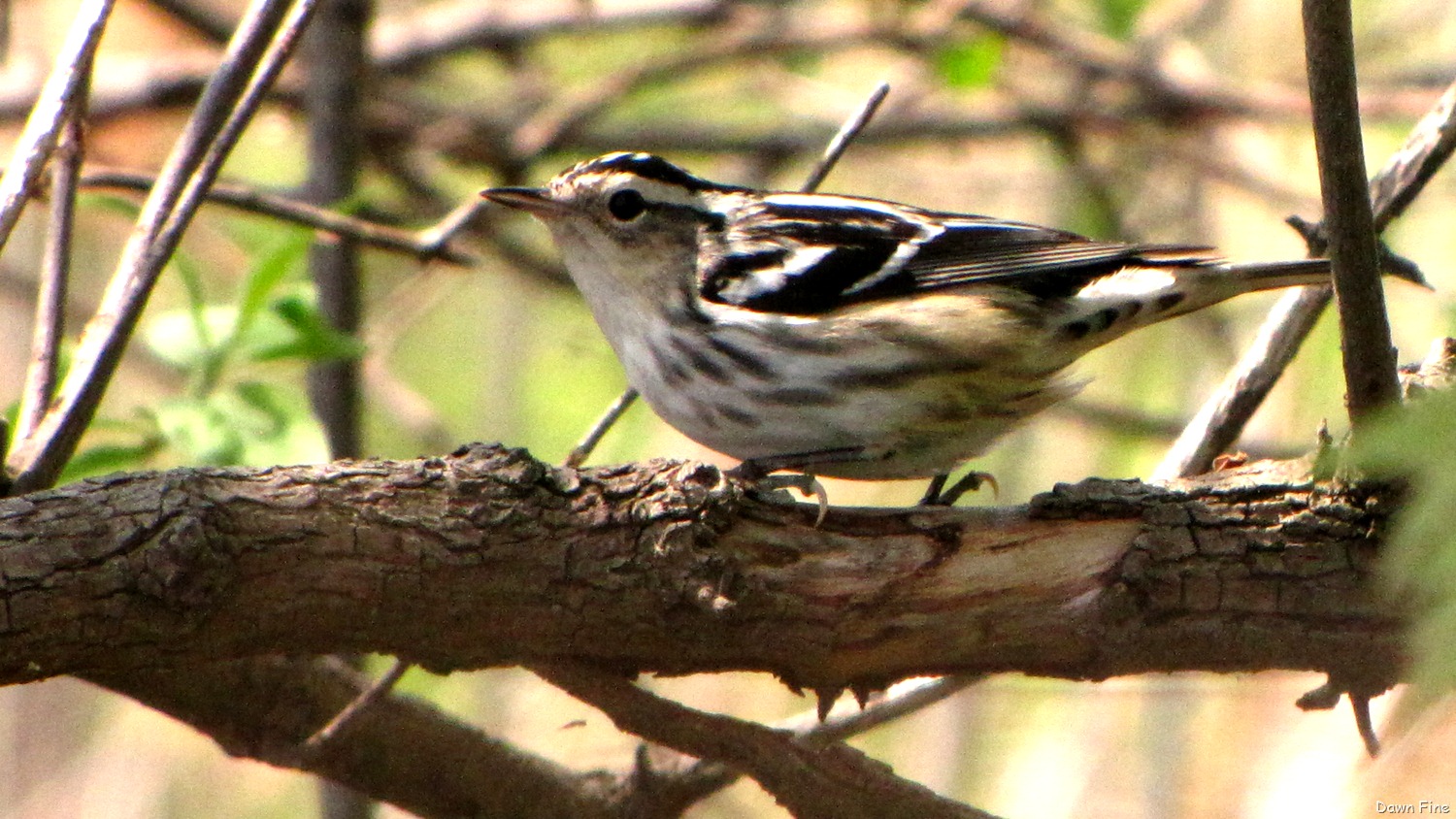 [Black-and-white-warbler-38.jpg]