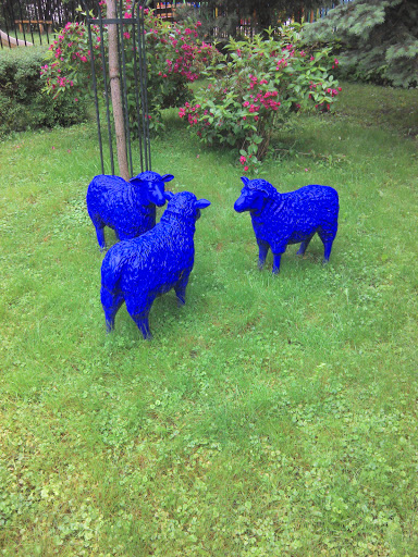 Niebieskie Owce