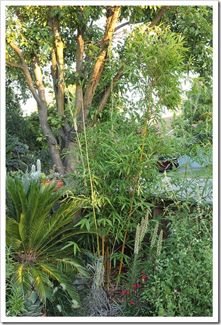 110811_bambusa_eutuldoides_viridividatta_12 110811_bambusa_eutuldoides_viridividatta_12