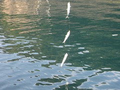 DSC00915 DSC00915