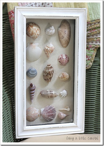 framed shells framed shells in shadow box