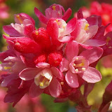 Groseiller à fleurs - Ribes sanguineum