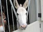 A Visit to the Donkeys on a Really Hot Day