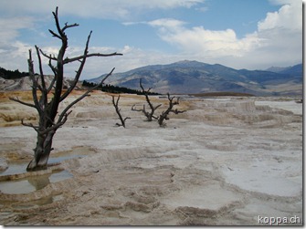 110825 NP Yellowstone (32)