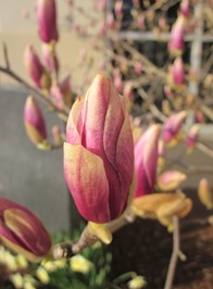 tulip magnolia (24) tulip magnolia (24)