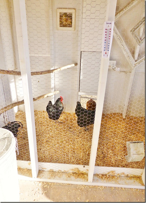new chicks 012