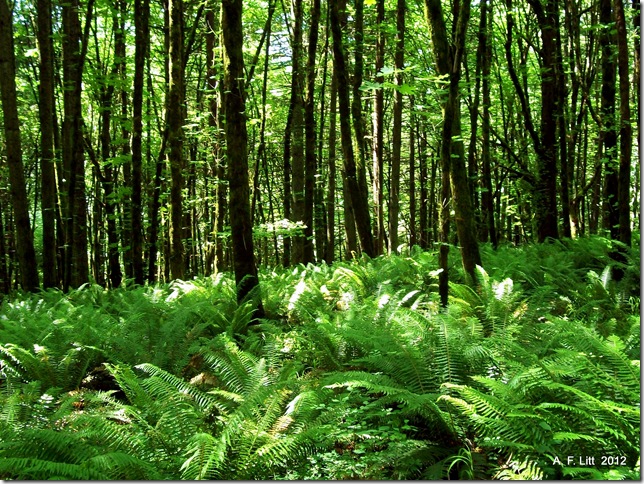 Ferns & Trees.  Mt. Talbert Nature Park, Clackamas, Oregon.  June 17, 2011.