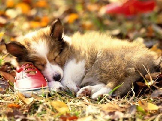 [tired-cute-animals-8%255B2%255D.jpg]