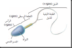 حيوان منوي