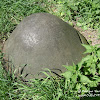 dsc06801.jpg