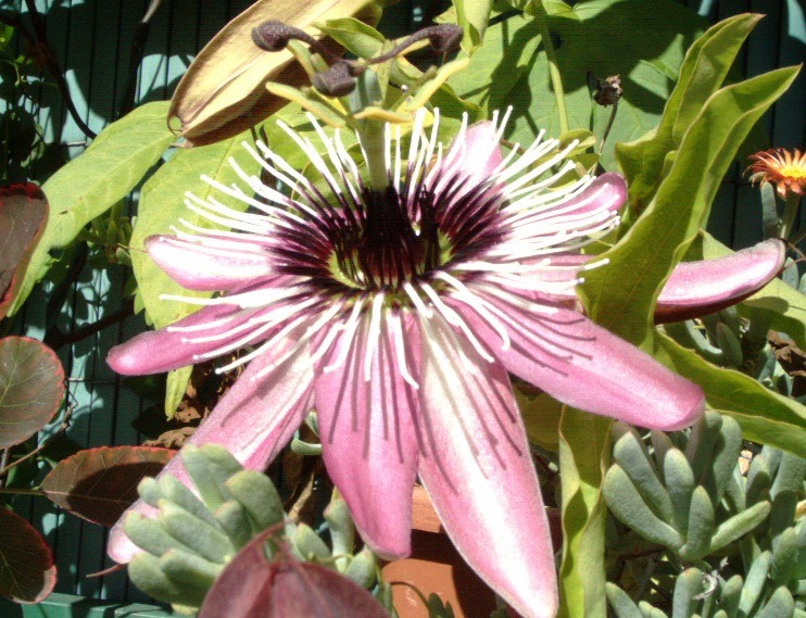 [mis-imgenes-flores2005-006ag3.jpg]