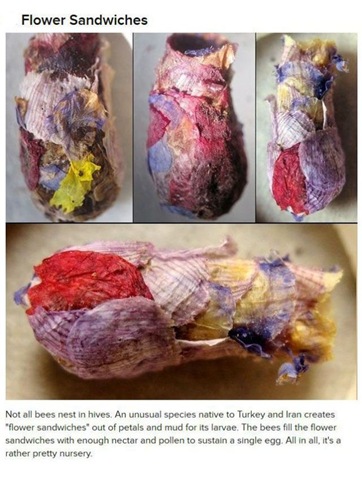[animals-create-things-7%255B2%255D.jpg]