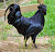 Ayam Cemani: A Rare Chicken Breed That is Black Inside Out