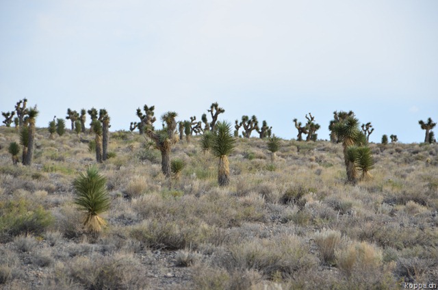 [110910DeathValley632.jpg]