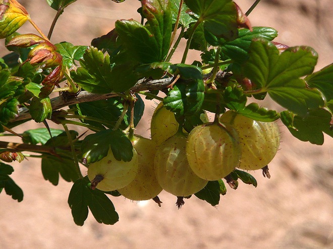 Gooseberries