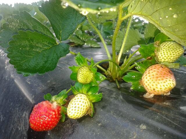 kebun stroberi malino kebun stroberi malino