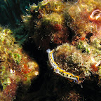 Nudibranch @ Windsock