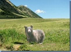 1328 Alberta Red Rock Parkway - Waterton Lakes National Park - a 'bear' 1328 Alberta Red Rock Parkway - Waterton Lakes National Park - a 'bear'