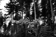 The-Berries-2