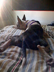 Artist block is not discriminating in the species of artist it effects.  Above, the now infamous shot of modernist Sir Pepper Pollack, taking to his bed with a bout of artist block. Thankfully for the arts, it lifted...
