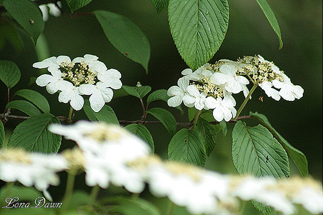 [DA_Viiburnium_sargentii_SargentCranberryBush%255B8%255D.jpg]