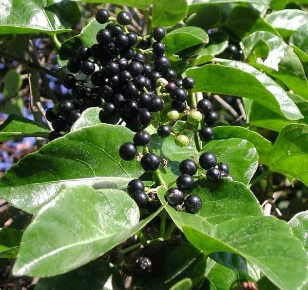 [Cissus%2520verticillata%255B2%255D.jpg]