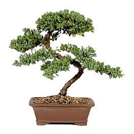 [bonsai3%255B4%255D.jpg]