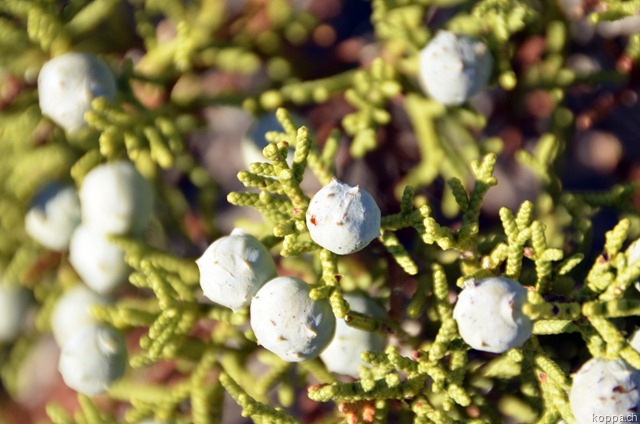 [110927JoshuaTreeNP142.jpg]