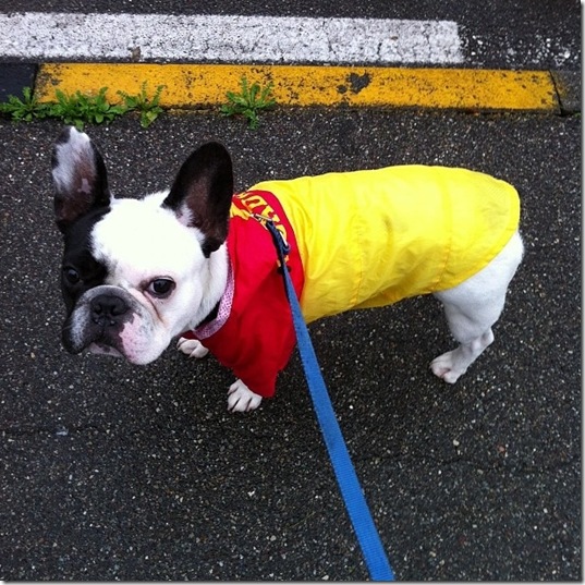 hurricane-sandy-dogs-30